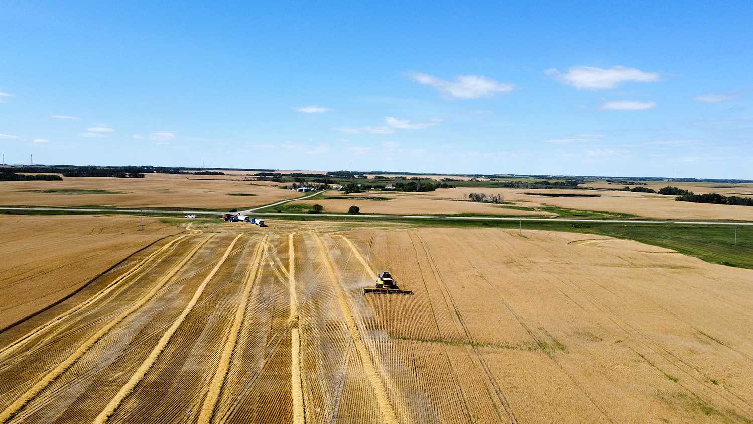 Harvesting the 2021 crop north of Moosomin Friday